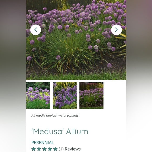 NWOT~Black Tactical Flashlight 🔦 - Picture 10 of 14